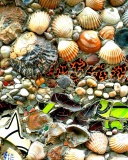 Das Shells and Pebbles Wallpaper 128x160
