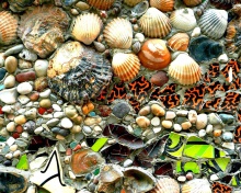 Shells and Pebbles wallpaper 220x176