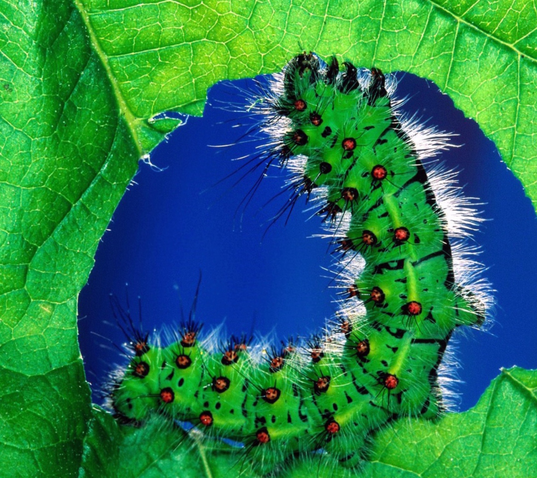 Das Caterpillar Wallpaper 1080x960