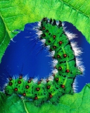 Fondo de pantalla Caterpillar 128x160