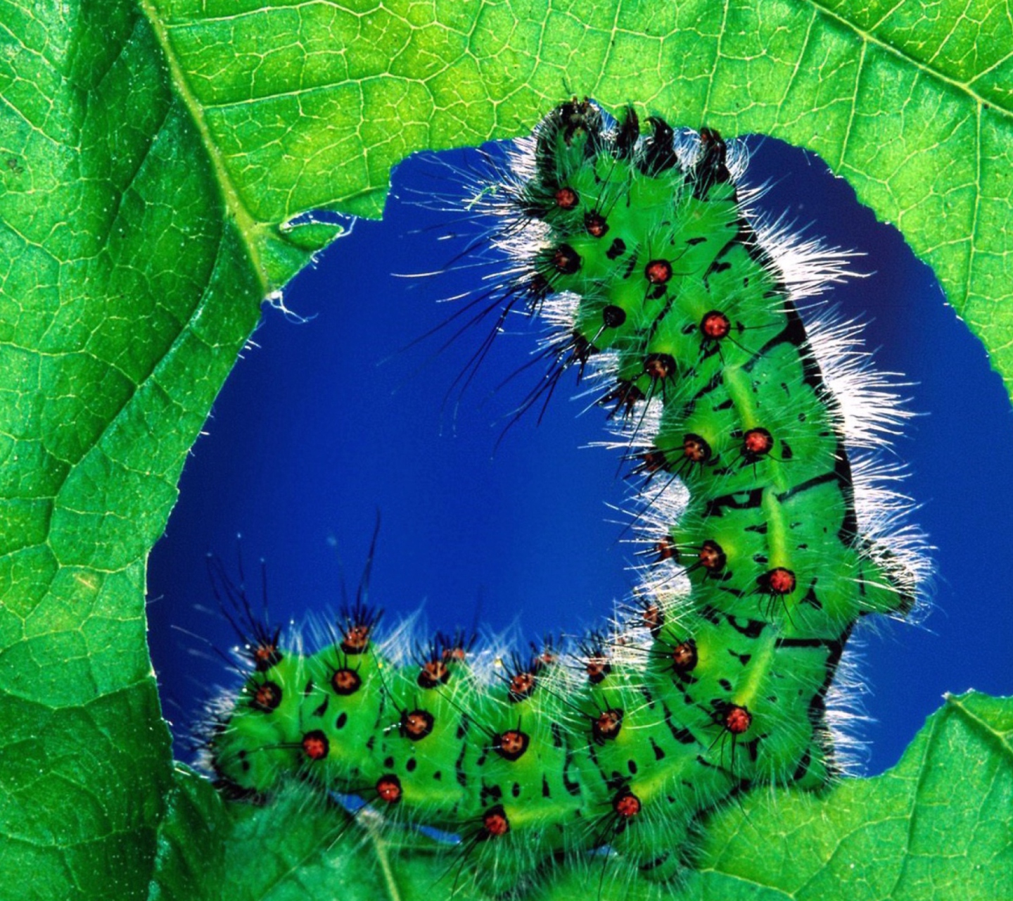 Caterpillar wallpaper 1440x1280
