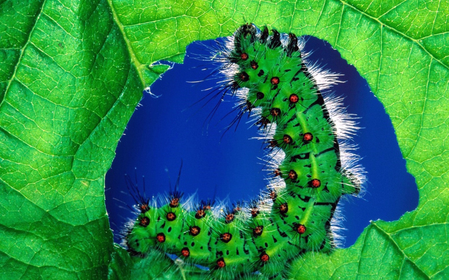 Caterpillar wallpaper 1440x900