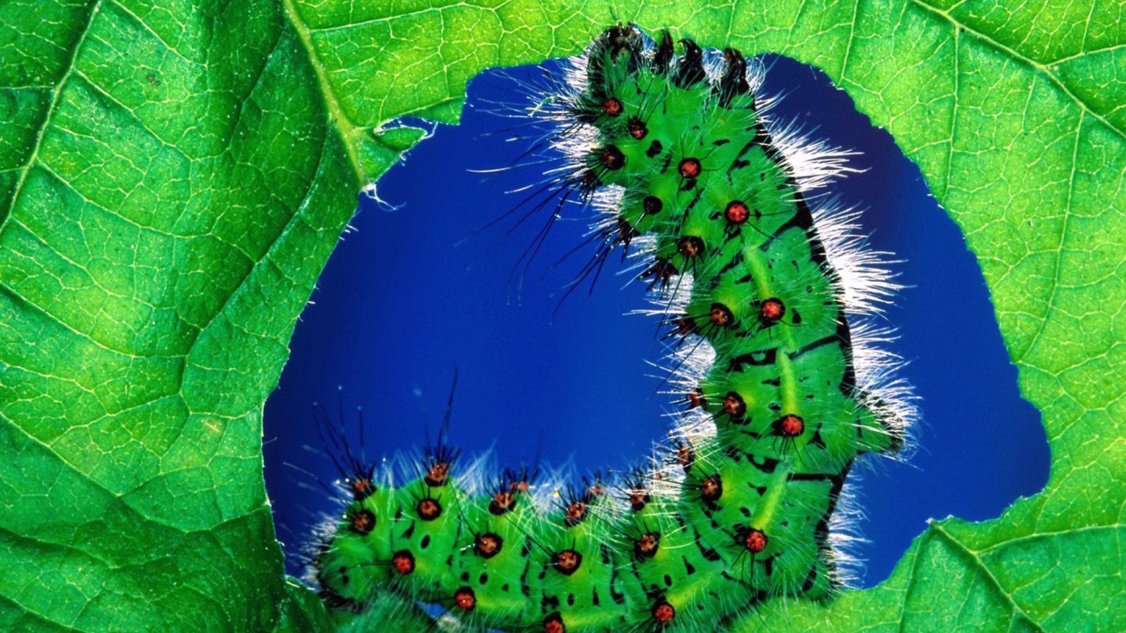 Das Caterpillar Wallpaper 1600x900