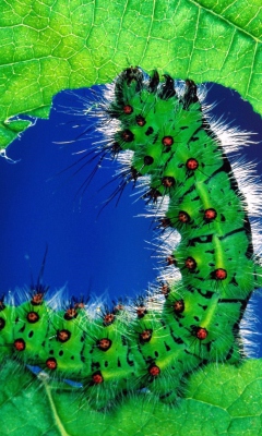 Caterpillar wallpaper 240x400