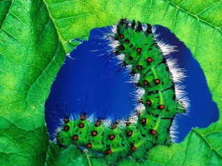 Caterpillar wallpaper 320x240