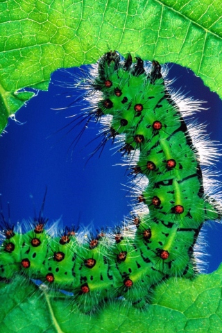 Caterpillar wallpaper 320x480