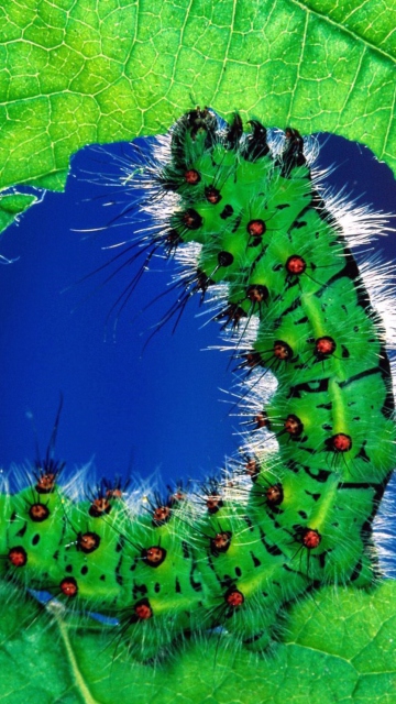 Caterpillar wallpaper 360x640