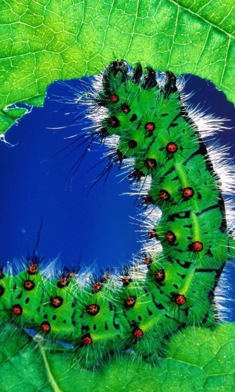 Das Caterpillar Wallpaper 480x800