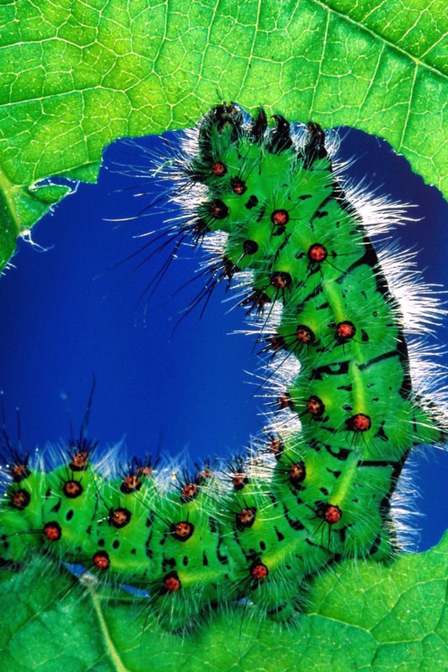 Caterpillar wallpaper 640x960
