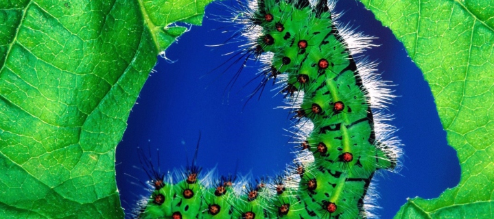 Caterpillar wallpaper 720x320