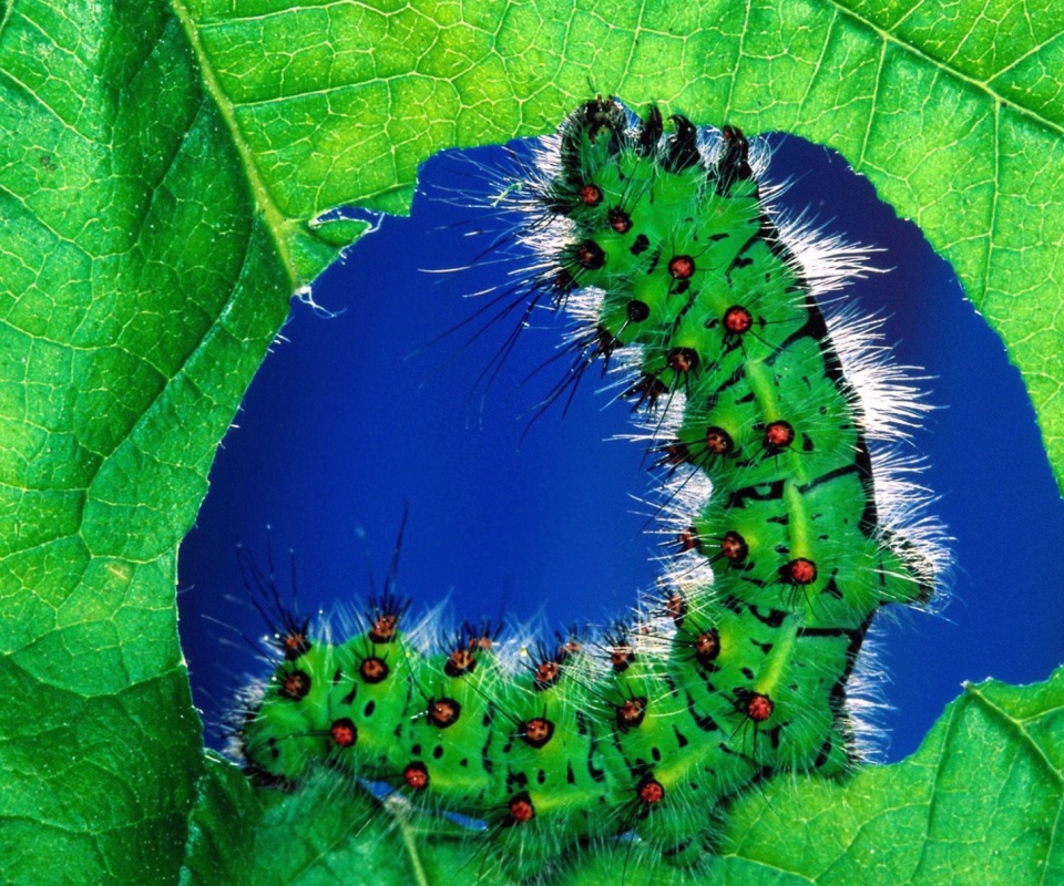 Das Caterpillar Wallpaper 960x800