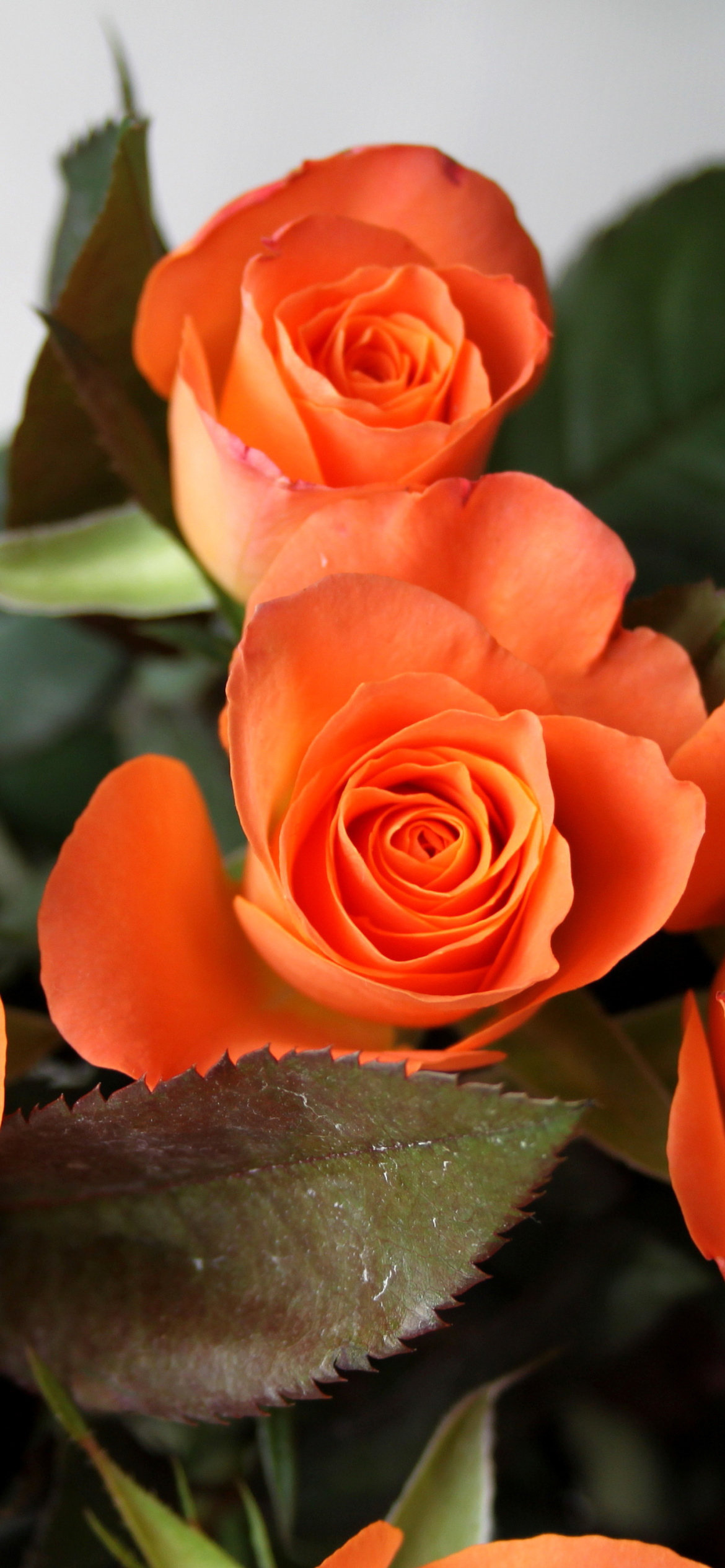 Fondo de pantalla Orange roses 1170x2532