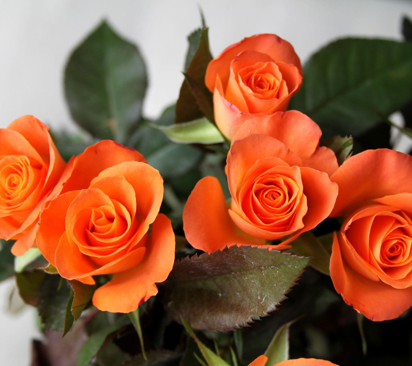 Fondo de pantalla Orange roses 1440x1280