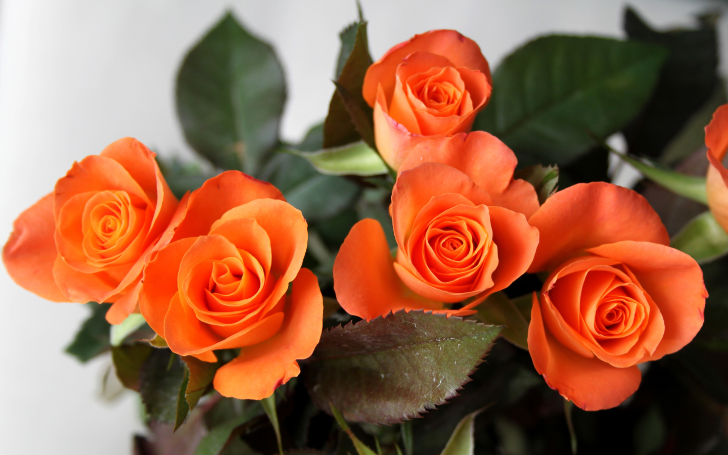 Fondo de pantalla Orange roses 1440x900