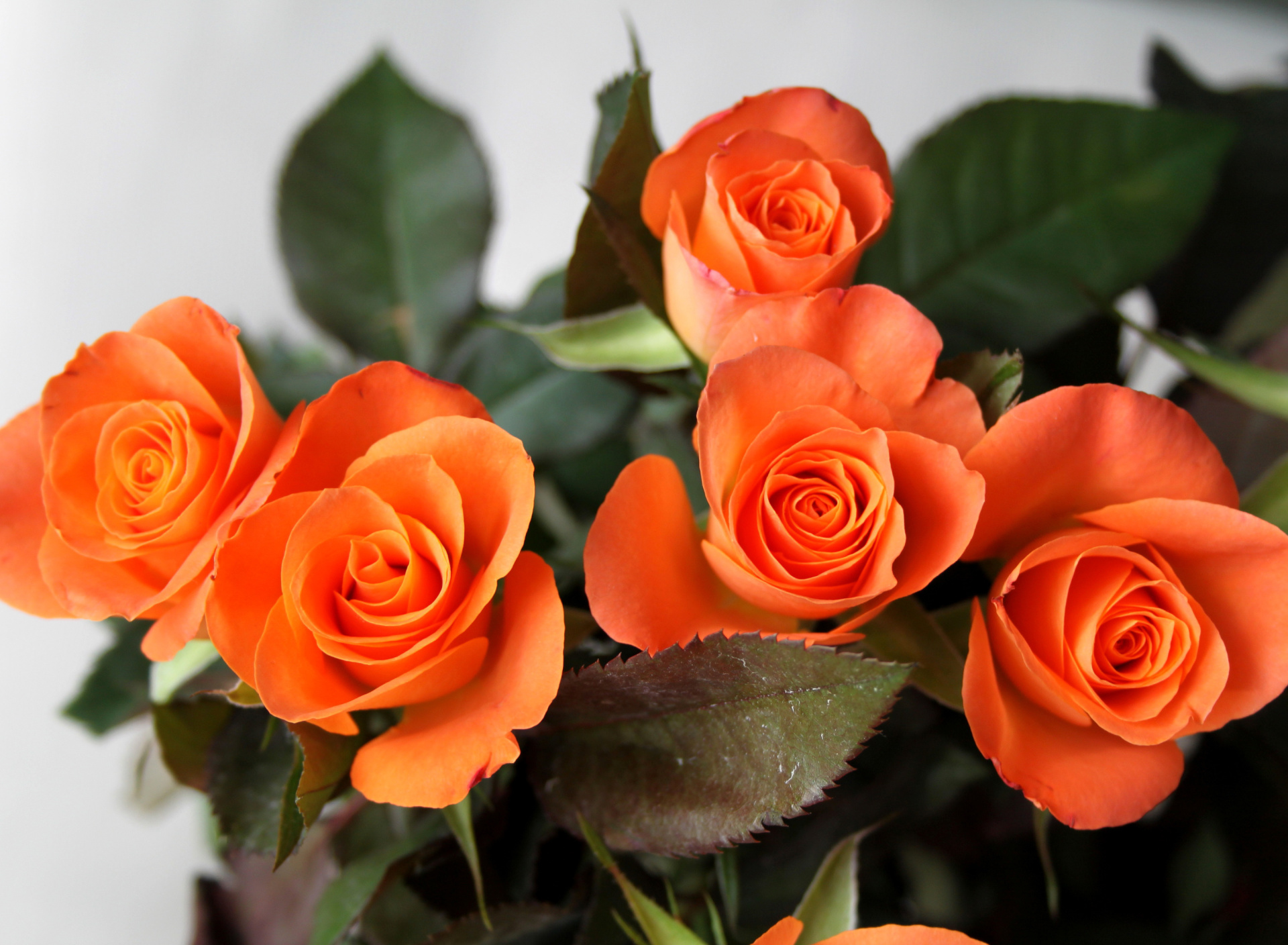 Das Orange roses Wallpaper 1920x1408