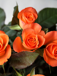 Fondo de pantalla Orange roses 240x320