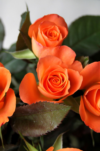 Обои Orange roses 320x480