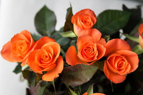 Fondo de pantalla Orange roses 480x320