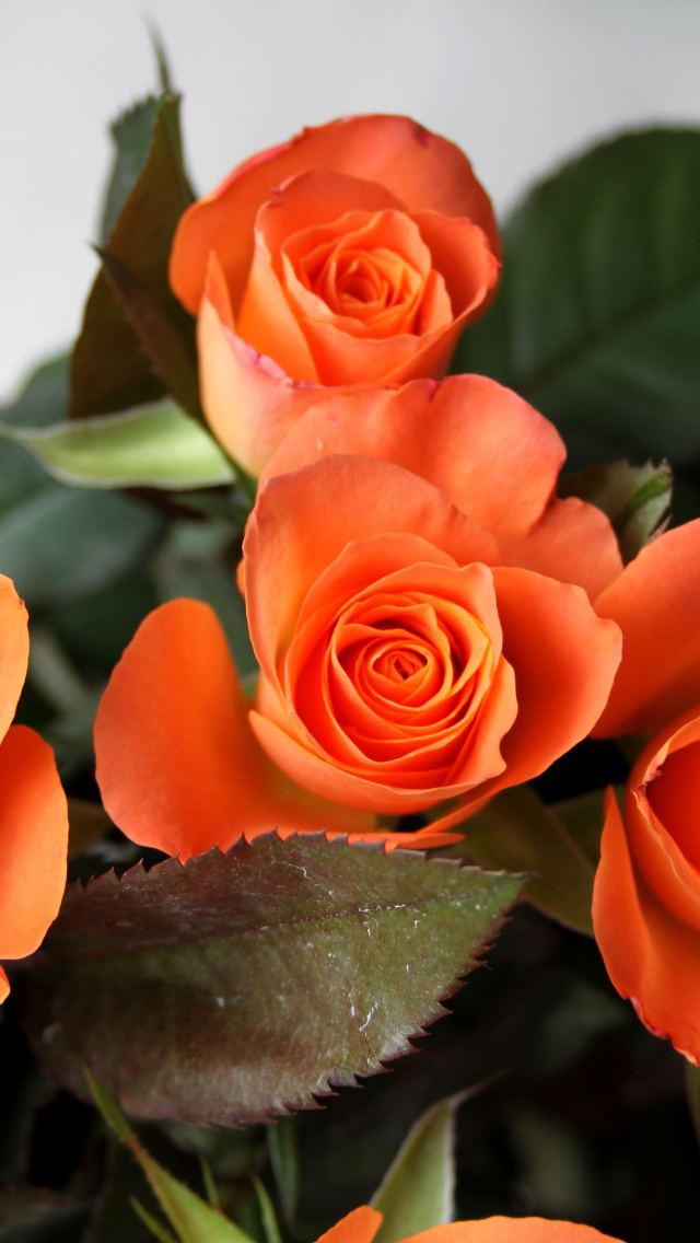 Fondo de pantalla Orange roses 640x1136