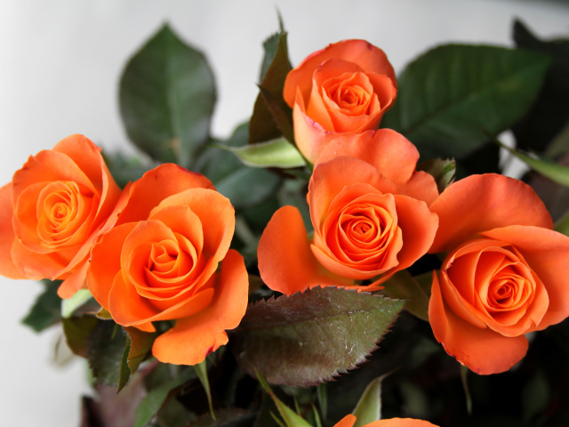 Sfondi Orange roses 640x480