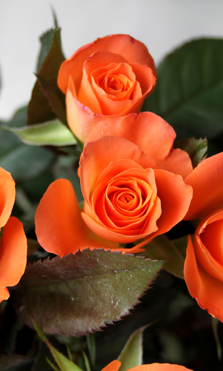 Sfondi Orange roses 768x1280