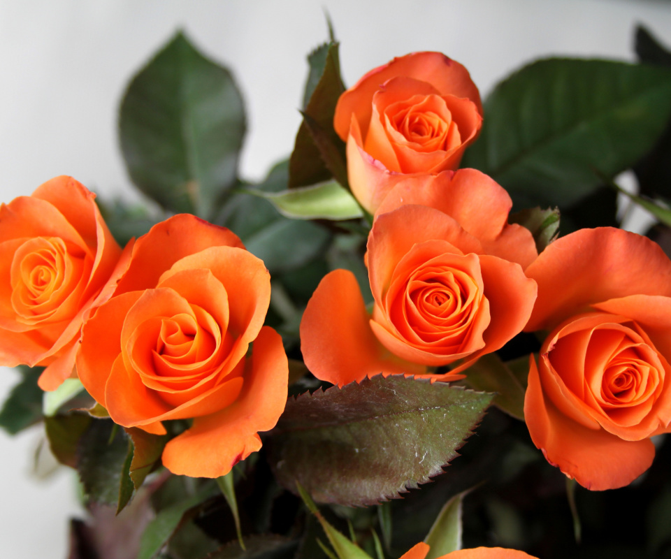 Sfondi Orange roses 960x800