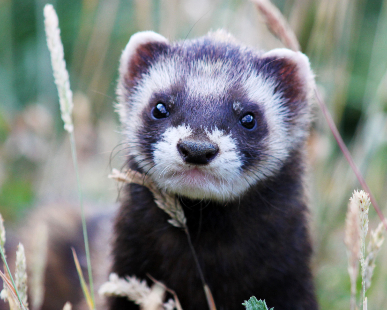 Weasel wallpaper 1600x1280