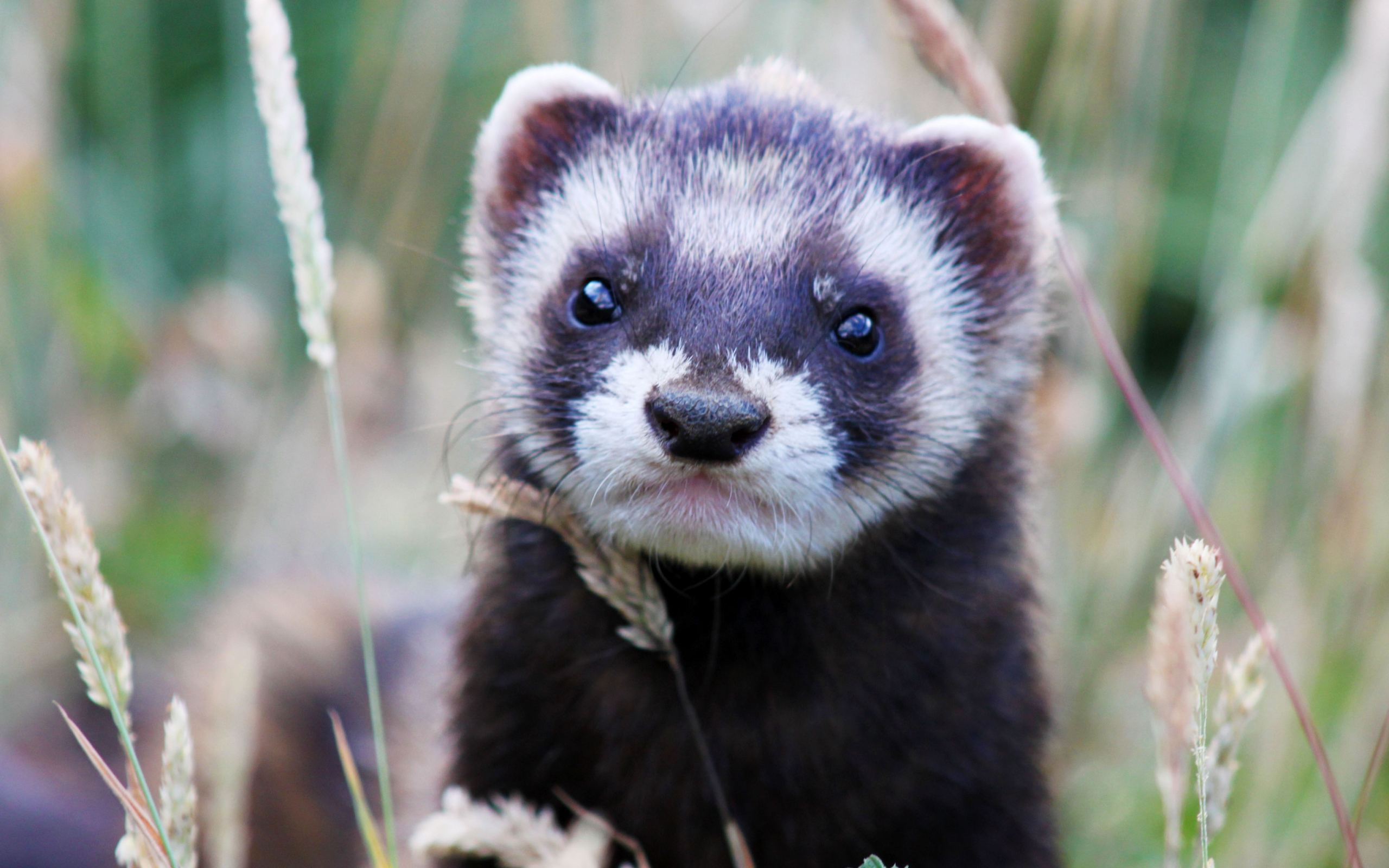 Weasel screenshot #1 2560x1600