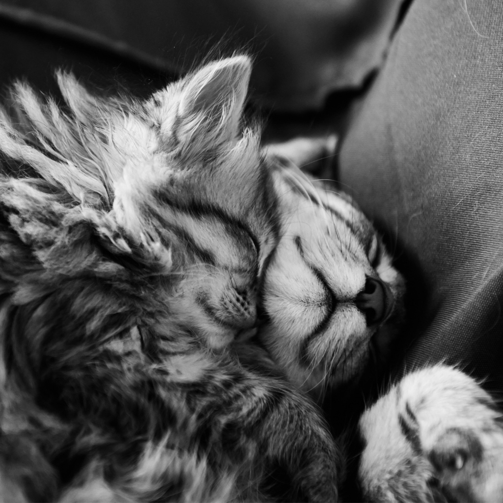 Das Kittens Sleeping Wallpaper 1024x1024
