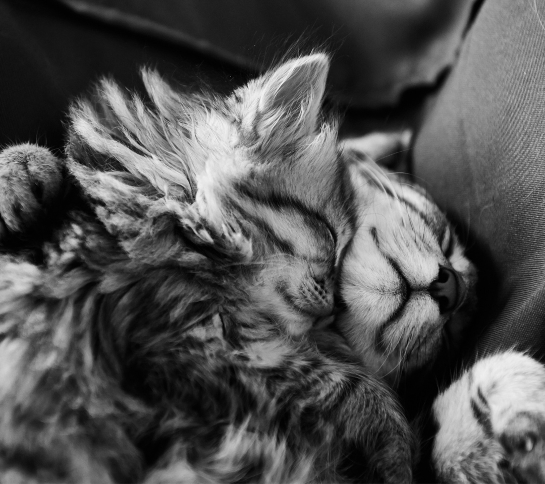 Обои Kittens Sleeping 1080x960