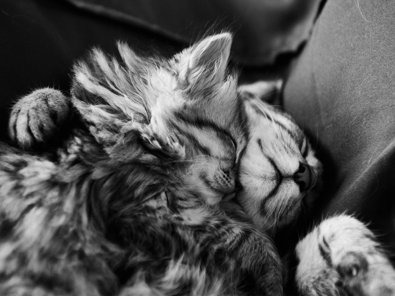 Обои Kittens Sleeping 1280x960