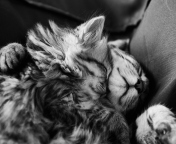 Das Kittens Sleeping Wallpaper 176x144