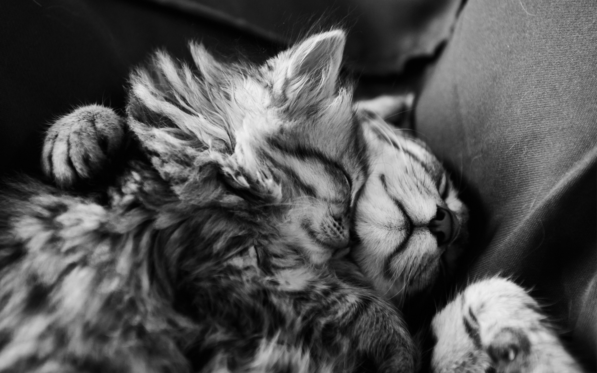 Fondo de pantalla Kittens Sleeping 1920x1200