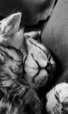 Das Kittens Sleeping Wallpaper 240x400