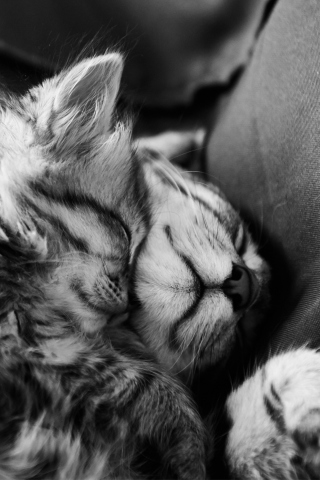 Das Kittens Sleeping Wallpaper 320x480