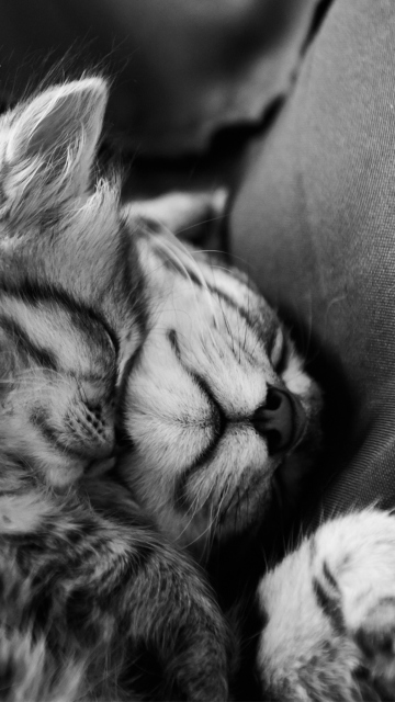 Обои Kittens Sleeping 360x640