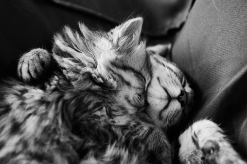 Das Kittens Sleeping Wallpaper 480x320