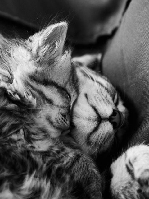 Fondo de pantalla Kittens Sleeping 480x640