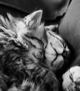 Kostenloses Kittens Sleeping Wallpaper für HTC Touch Diamond