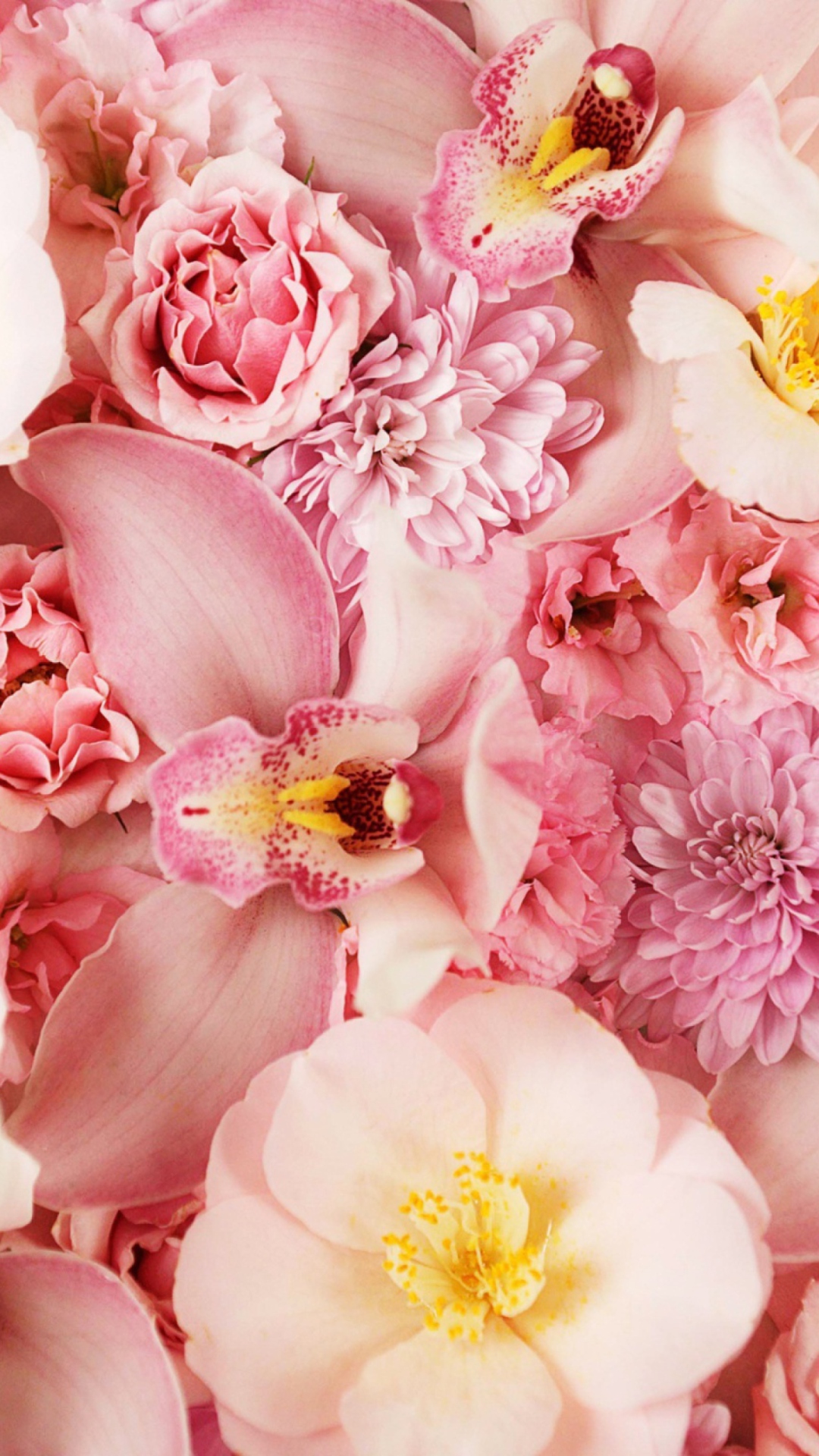 Sfondi Pink Orchids 1080x1920