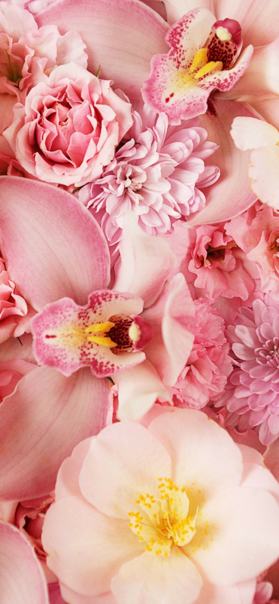 Das Pink Orchids Wallpaper 1170x2532