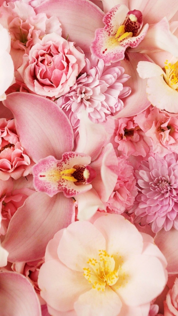 Fondo de pantalla Pink Orchids 360x640