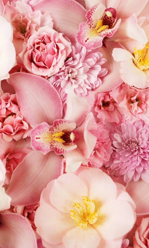 Обои Pink Orchids 480x800