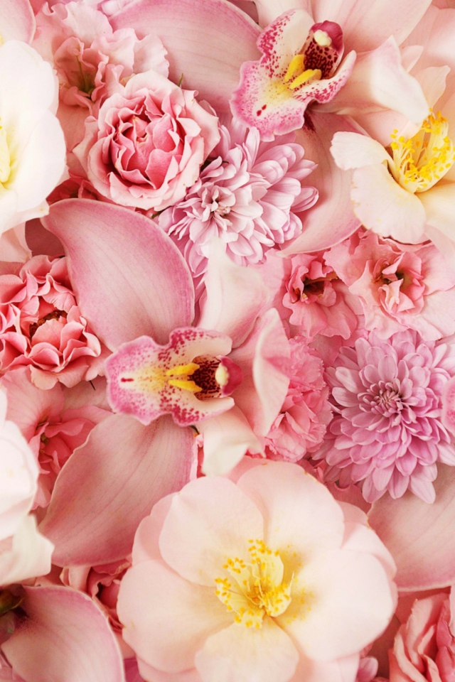 Das Pink Orchids Wallpaper 640x960