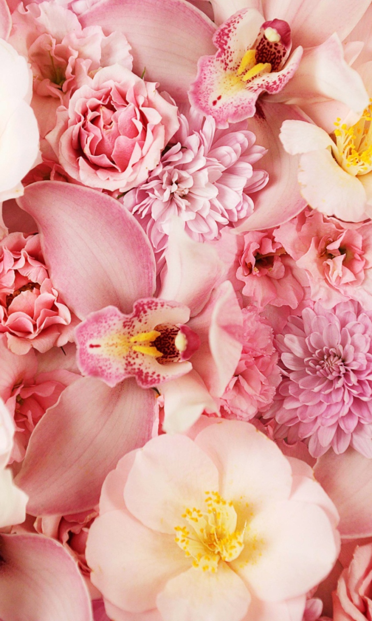 Das Pink Orchids Wallpaper 768x1280