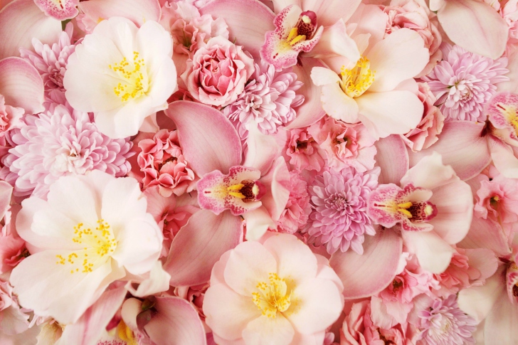 Fondo de pantalla Pink Orchids