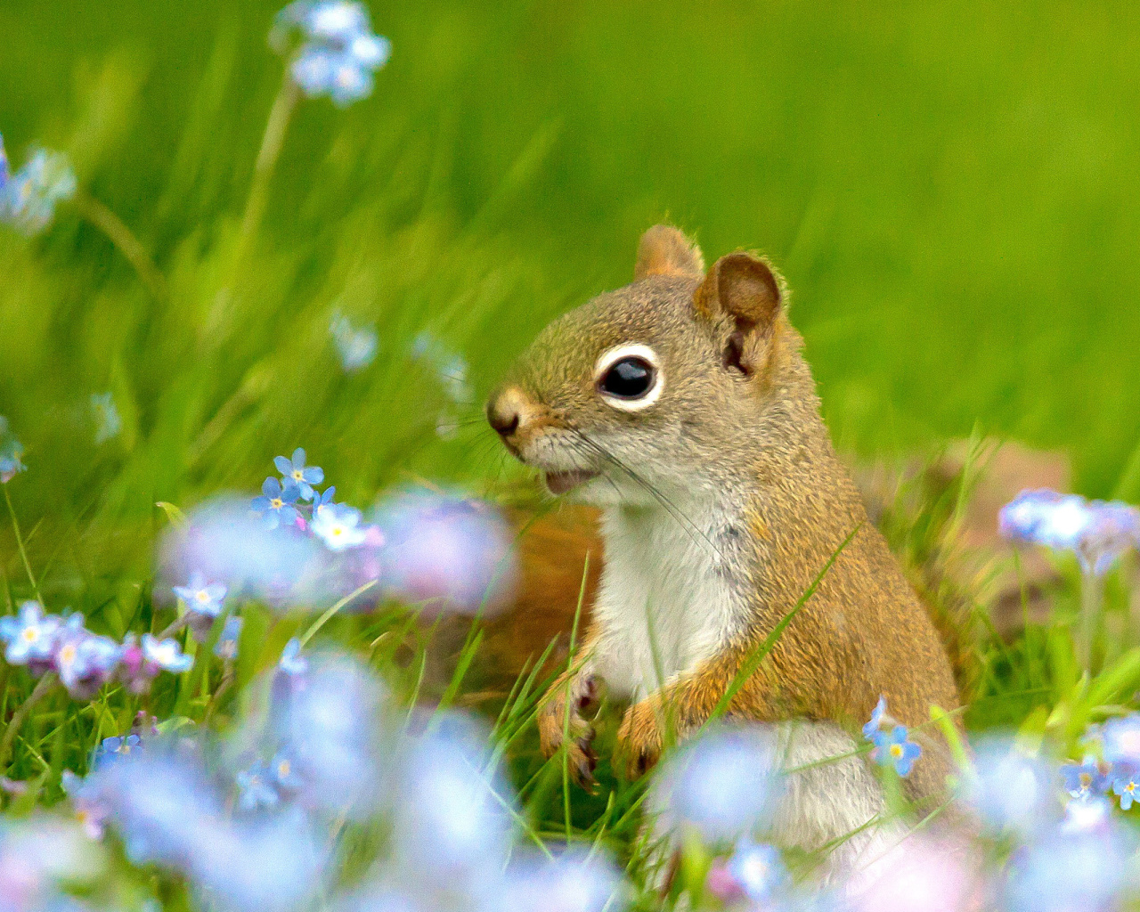 Das Squirrel in Taiga Wallpaper 1280x1024