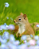 Squirrel in Taiga wallpaper 128x160