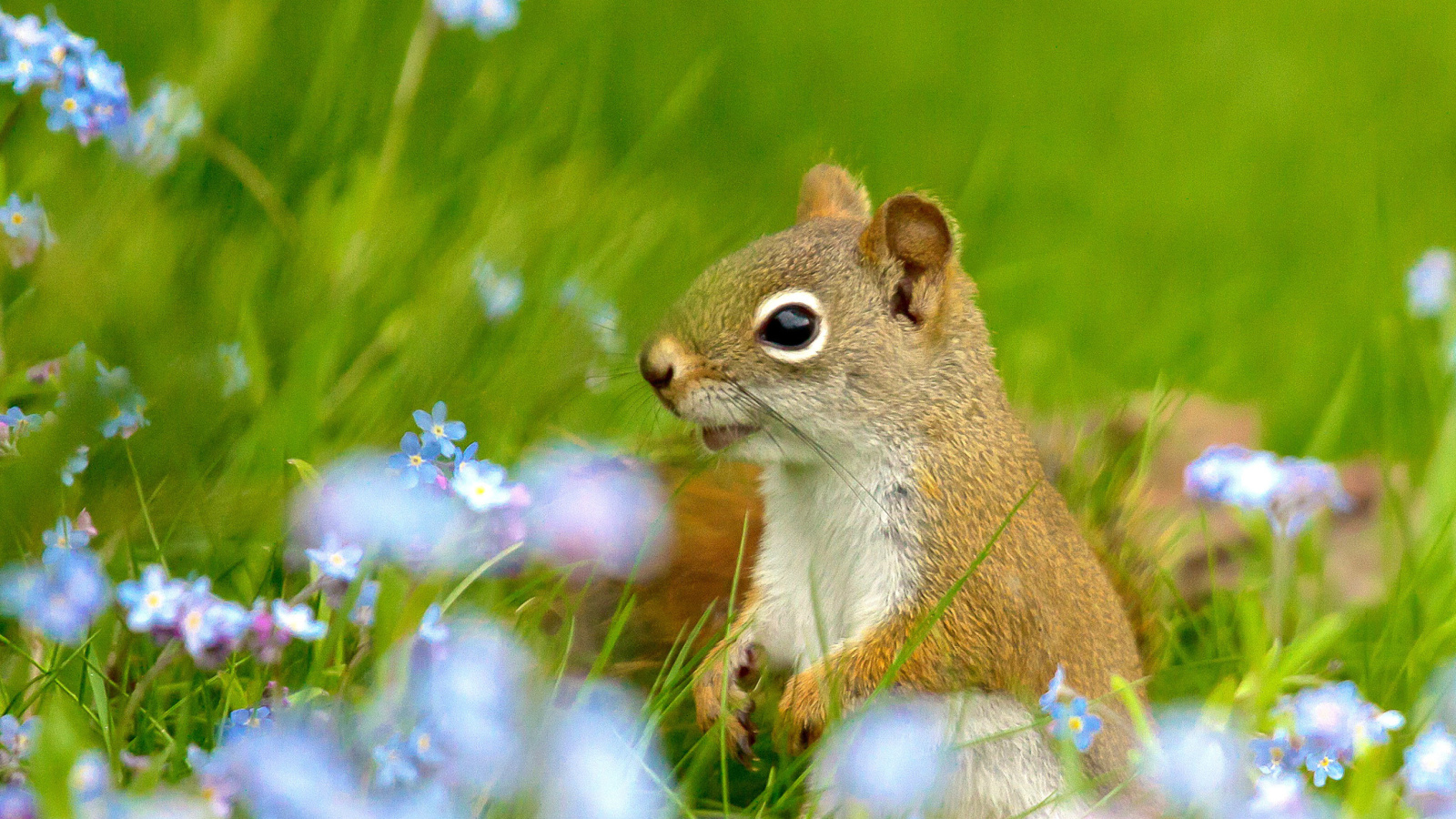 Sfondi Squirrel in Taiga 1600x900