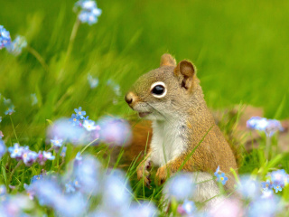 Das Squirrel in Taiga Wallpaper 320x240